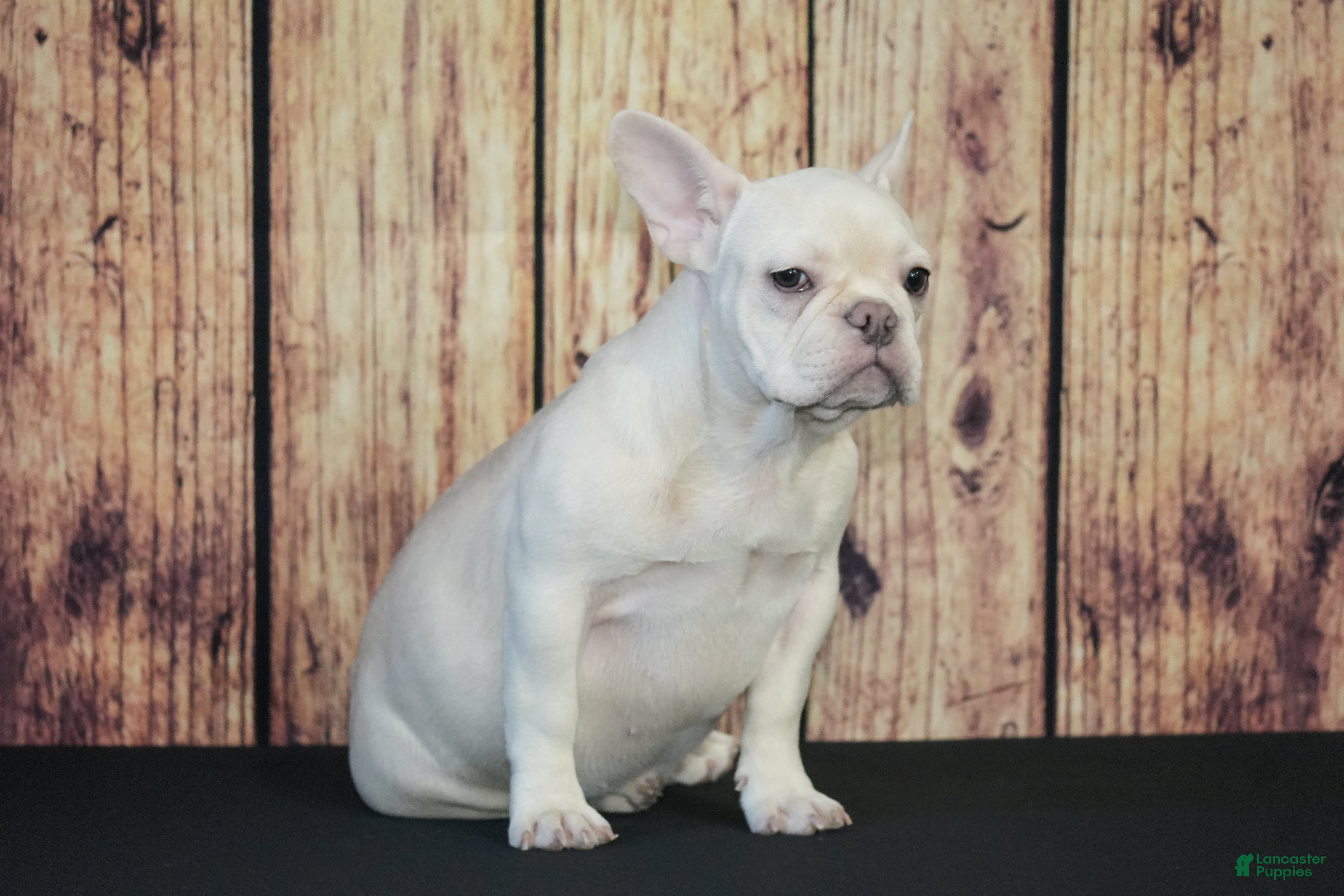 French Bulldog dogs French Bulldog Puppy 1 - Ad 36