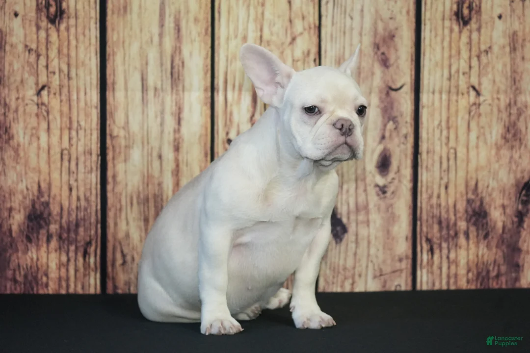 French Bulldog dogs for sale: French Bulldog Puppy 1 - Ad 1