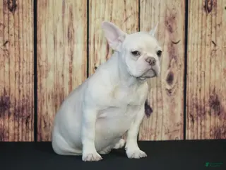 French Bulldog dogs French Bulldog Puppy 1 - Ad 36