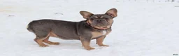 French Bulldog dogs for sale: Bethany - Ad 6