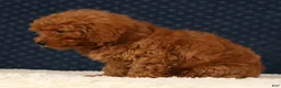 Havapoo dogs for sale: Fern - Ad 8