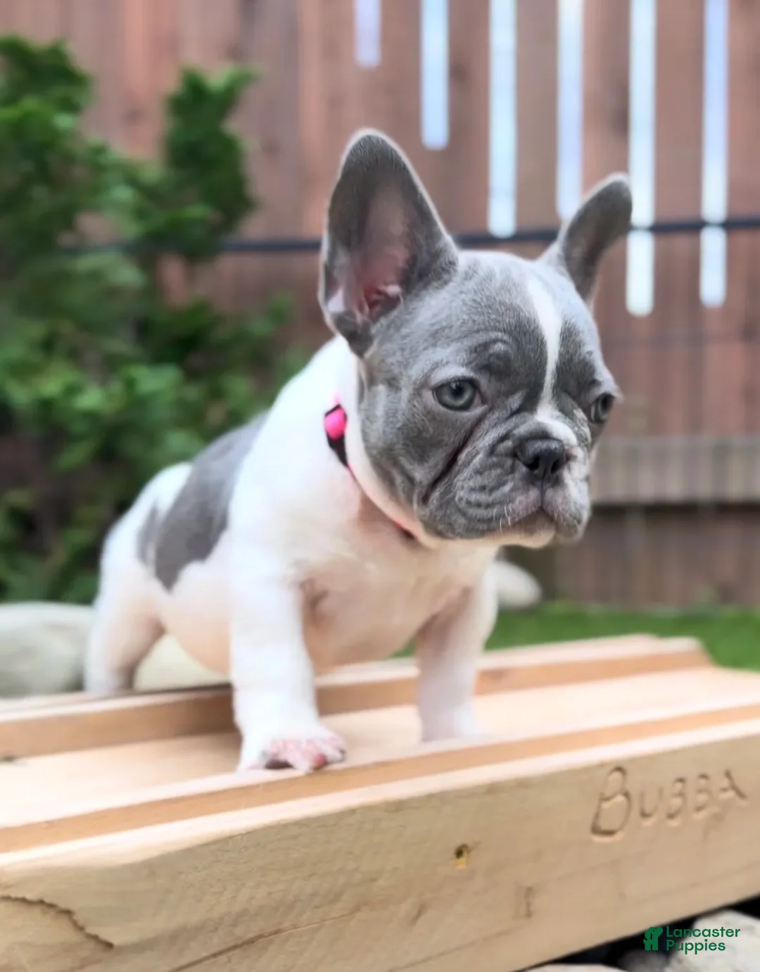 French Bulldog dogs for sale: Bianca  - Ad 1