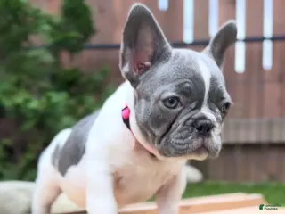 French Bulldog dogs Bianca - Ad 12