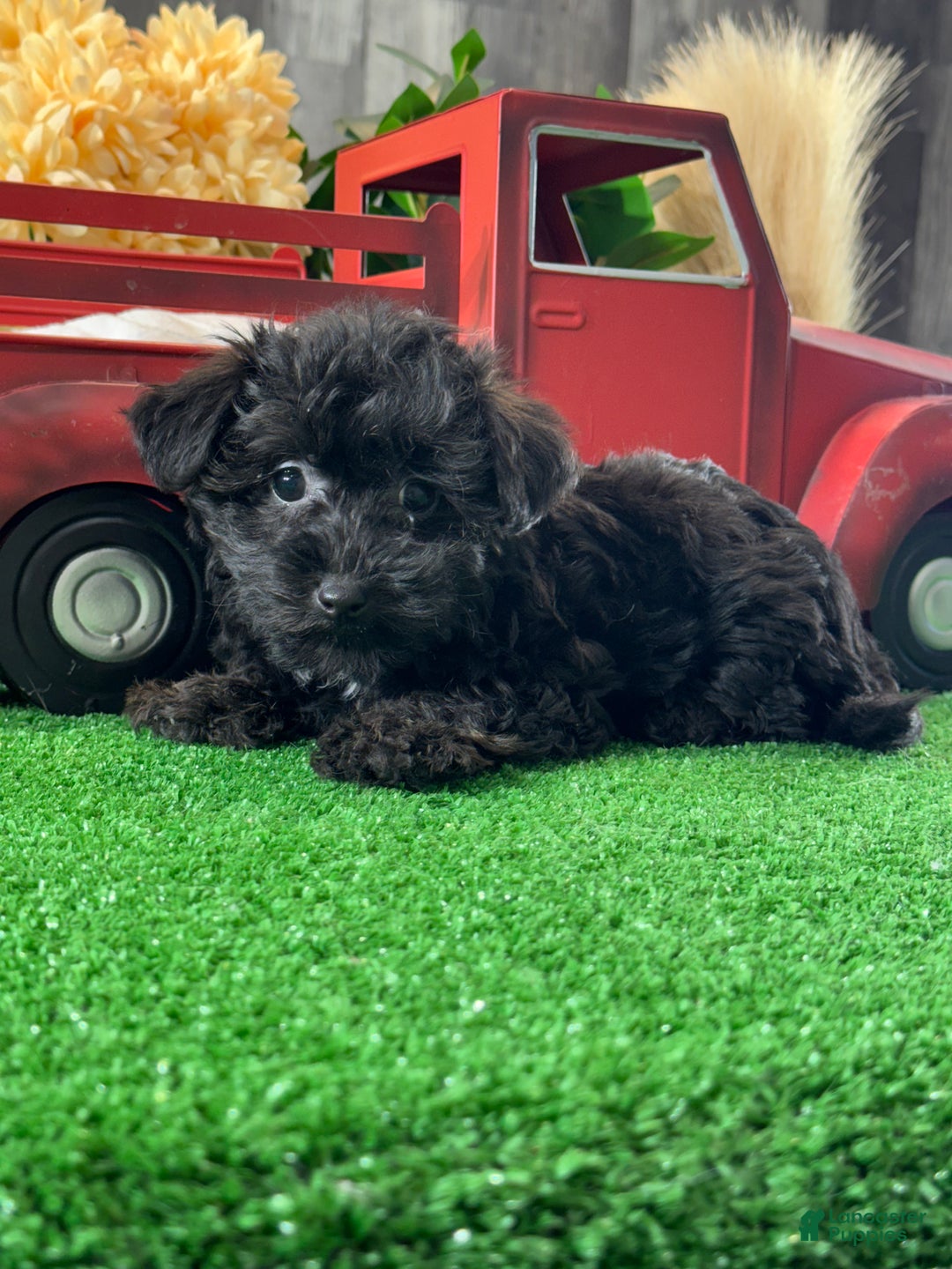 Yorkiepoo dogs for sale: Pansy - Ad 1