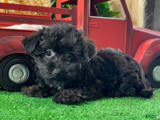 Yorkiepoo dogs Pansy - Ad 41