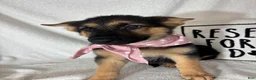 German Shepherd dogs for sale: Gladys - Ad 4