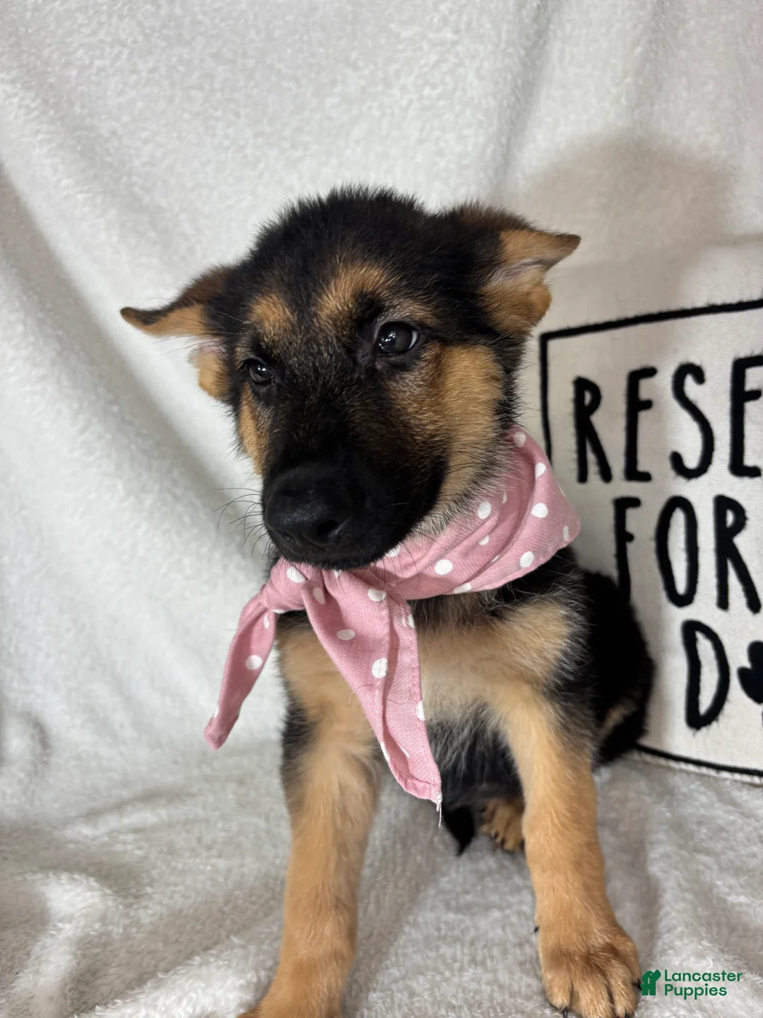 German Shepherd dogs for sale: Gladys - Ad 4