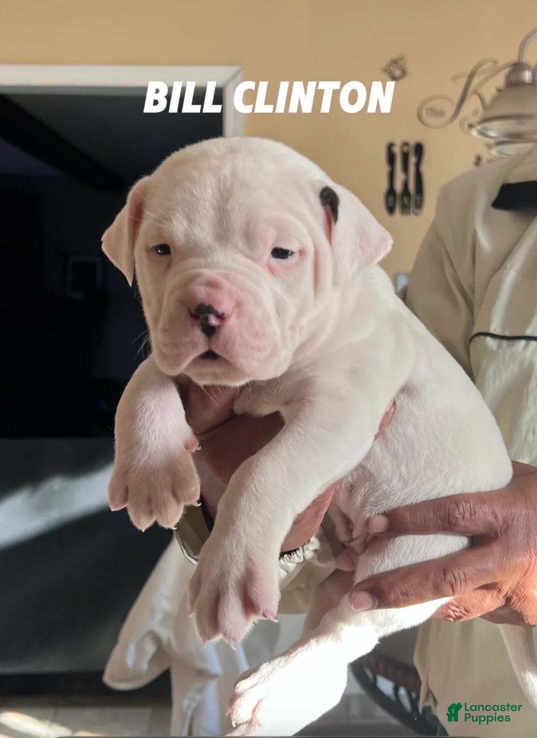 Mixed Breed dogs for sale: Joe Biden - Ad 3