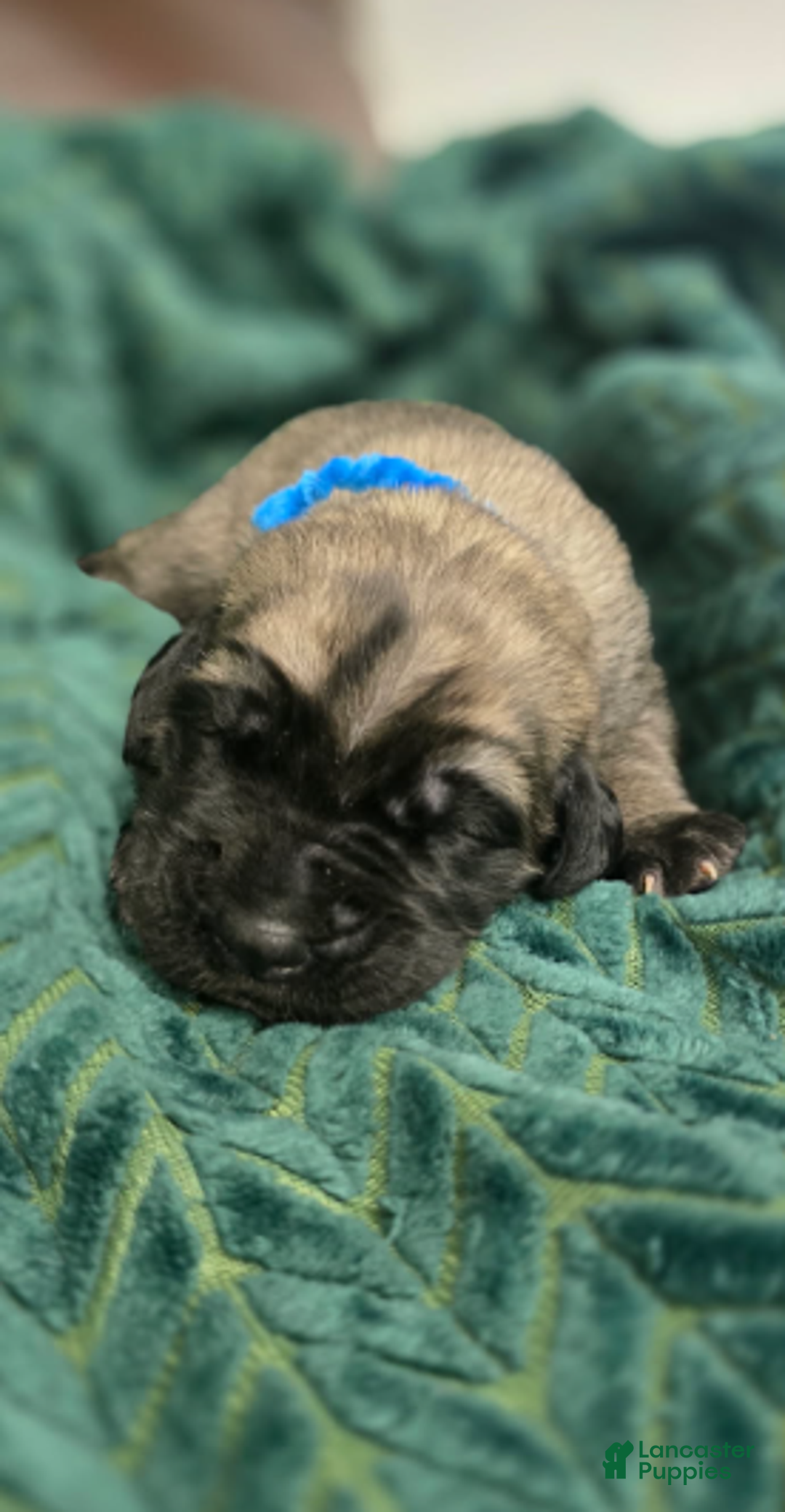 English Mastiff dogs for sale: Clark - Ad 2