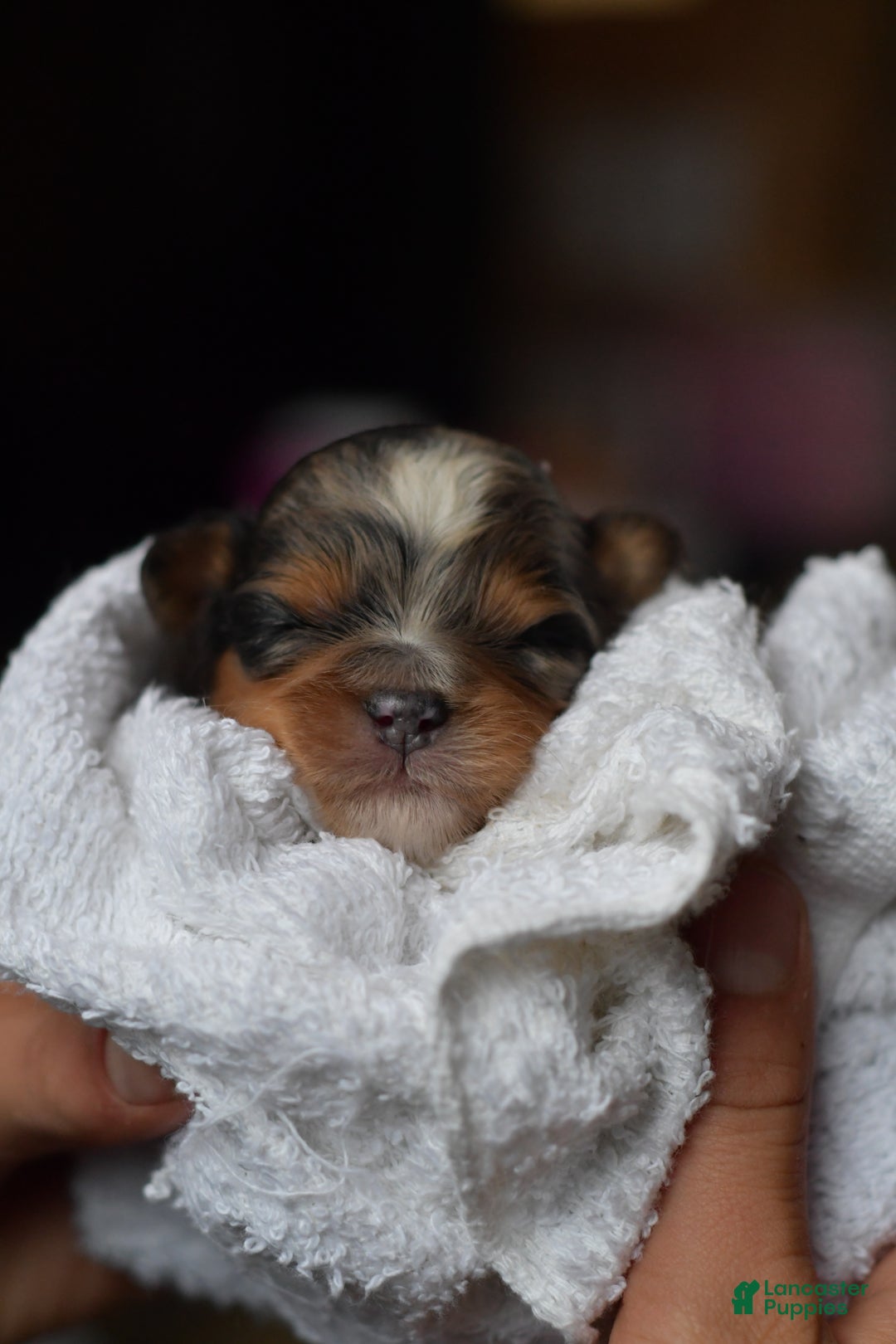 Mini Aussiedoodle dogs for sale: Jackson - Ad 7