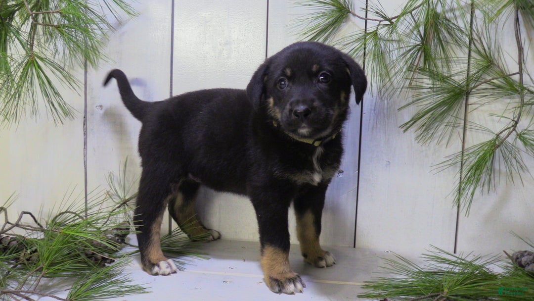 German Shepherd dogs for sale: Harper - Ad 10