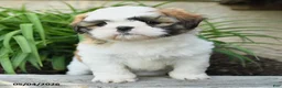 Shih Tzu dogs for sale: Hope - Ad 5