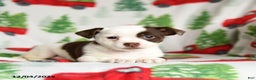Chihuahua dogs for sale: Cookie - Ad 2