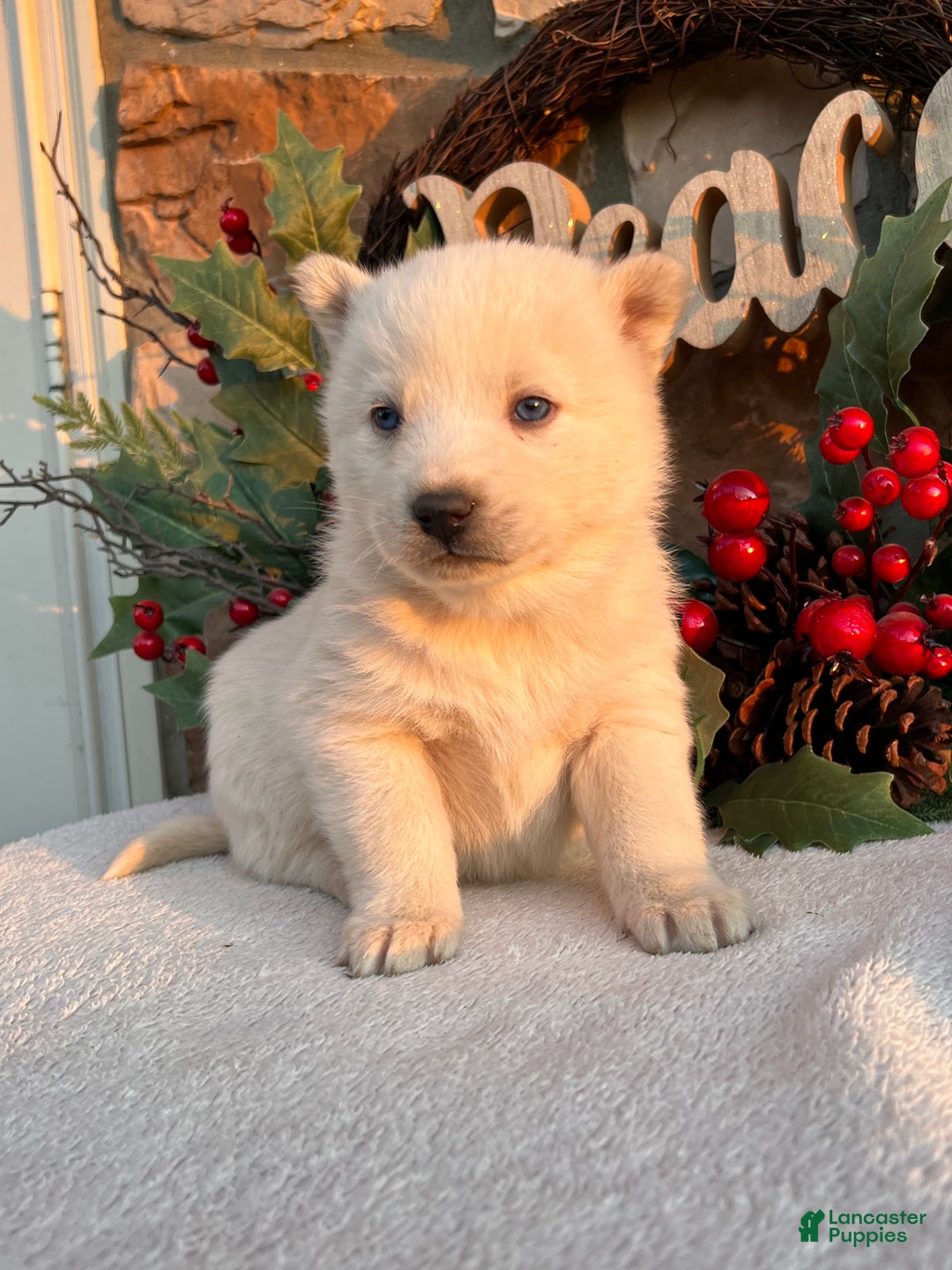 Pomsky dogs for sale: Frosty - Ad 6