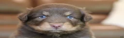 Australian Shepherd dogs for sale: diggory - Ad 12