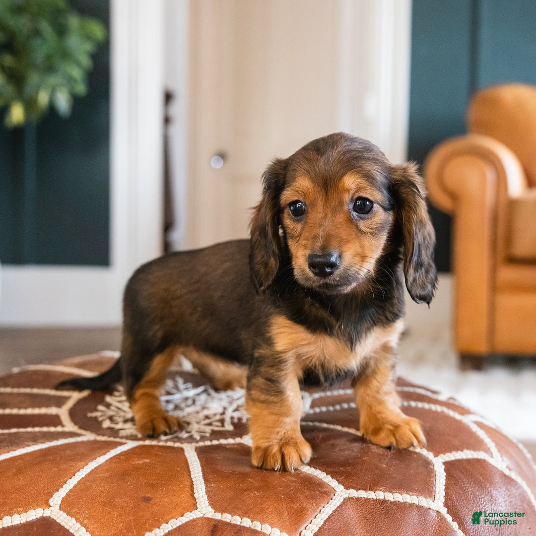 Dachshund dogs for sale: Muffin - CHRISTMAS PUPPY! - Ad 3