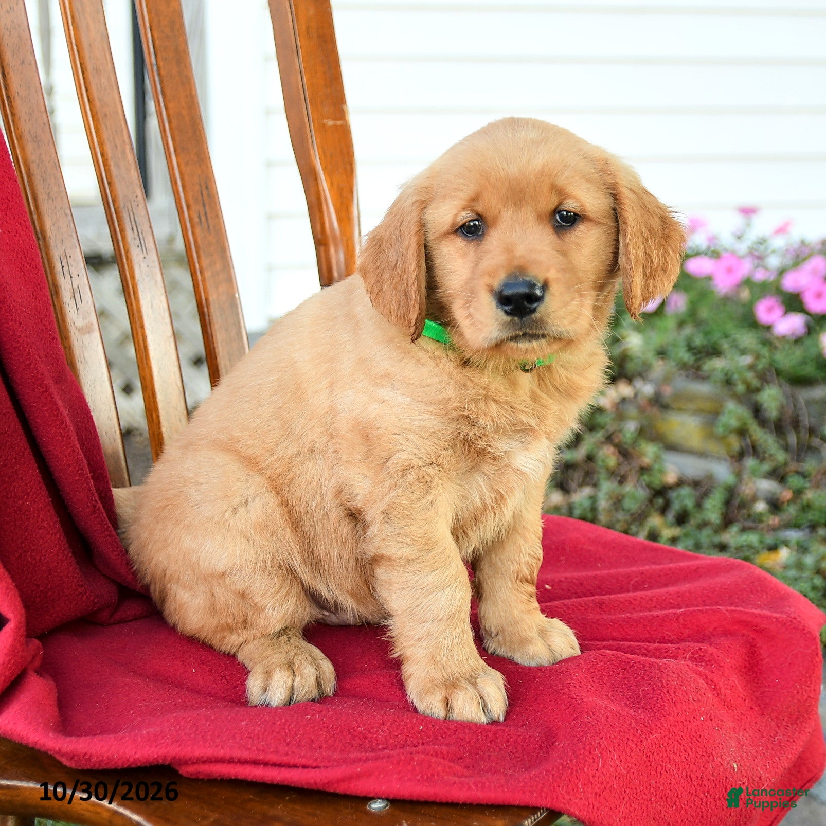 Golden Retriever dogs for sale: Buddy - Ad 2