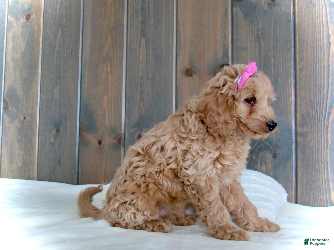 Mini Goldendoodle dogs for sale: Mindy - Ad 6