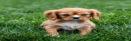 Cavalier King Charles Spaniel dogs for sale: Twinkle Cavalier King Charles Spaniel Puppy  - Ad 11