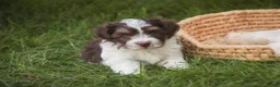 Havanese dogs for sale: Sherlock Havanese  - Ad 16