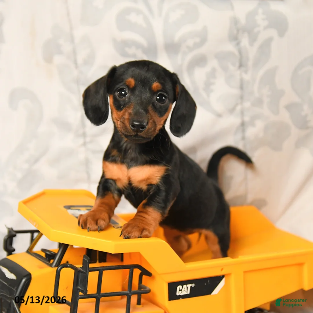 Miniature Dachshund dogs for sale: Lily - Ad 1