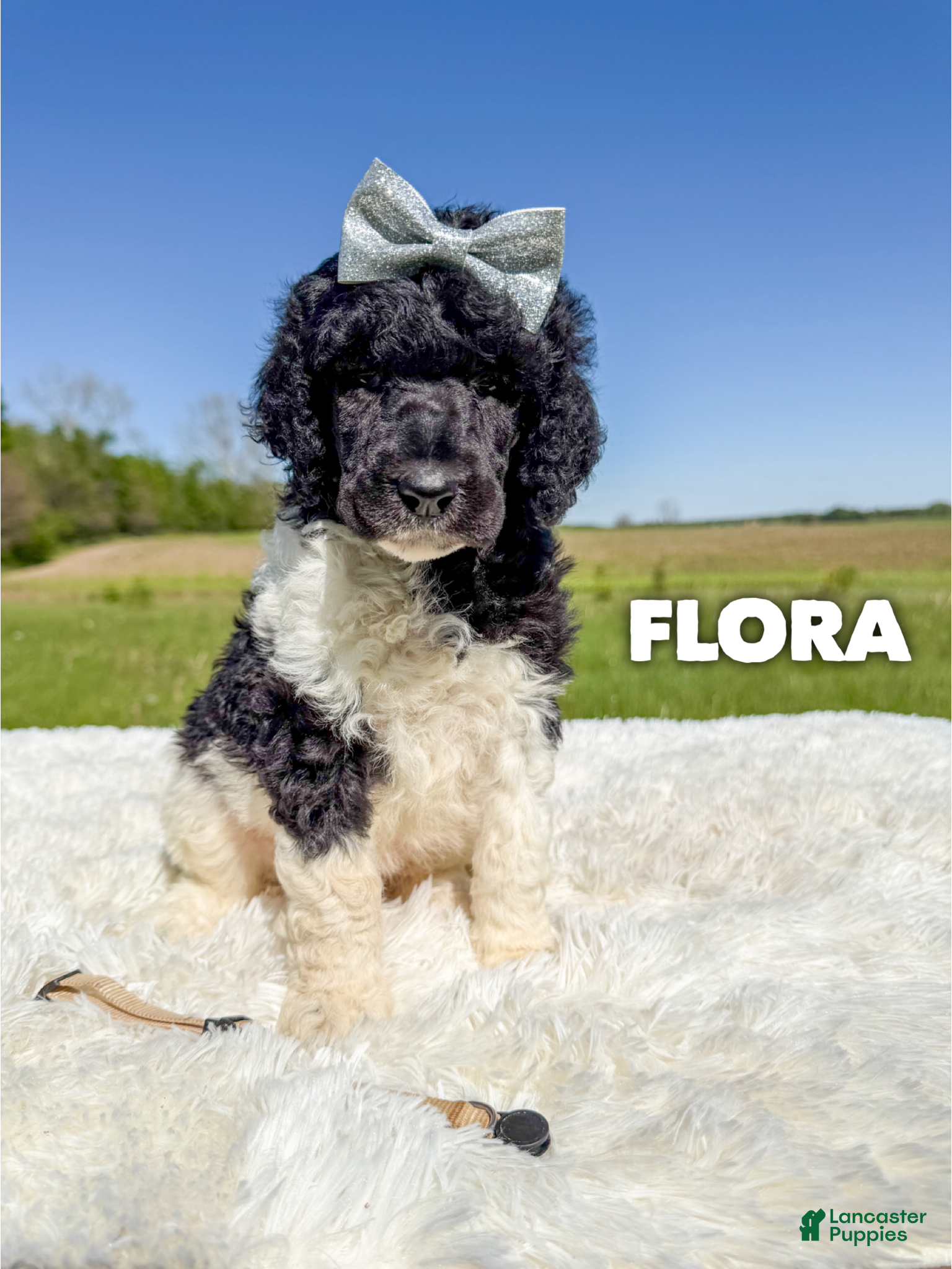 Standard Poodle dogs Flora - AKC Tri Parti - Ad 9