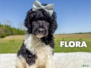Standard Poodle dogs Flora - AKC Tri Parti - Ad 9
