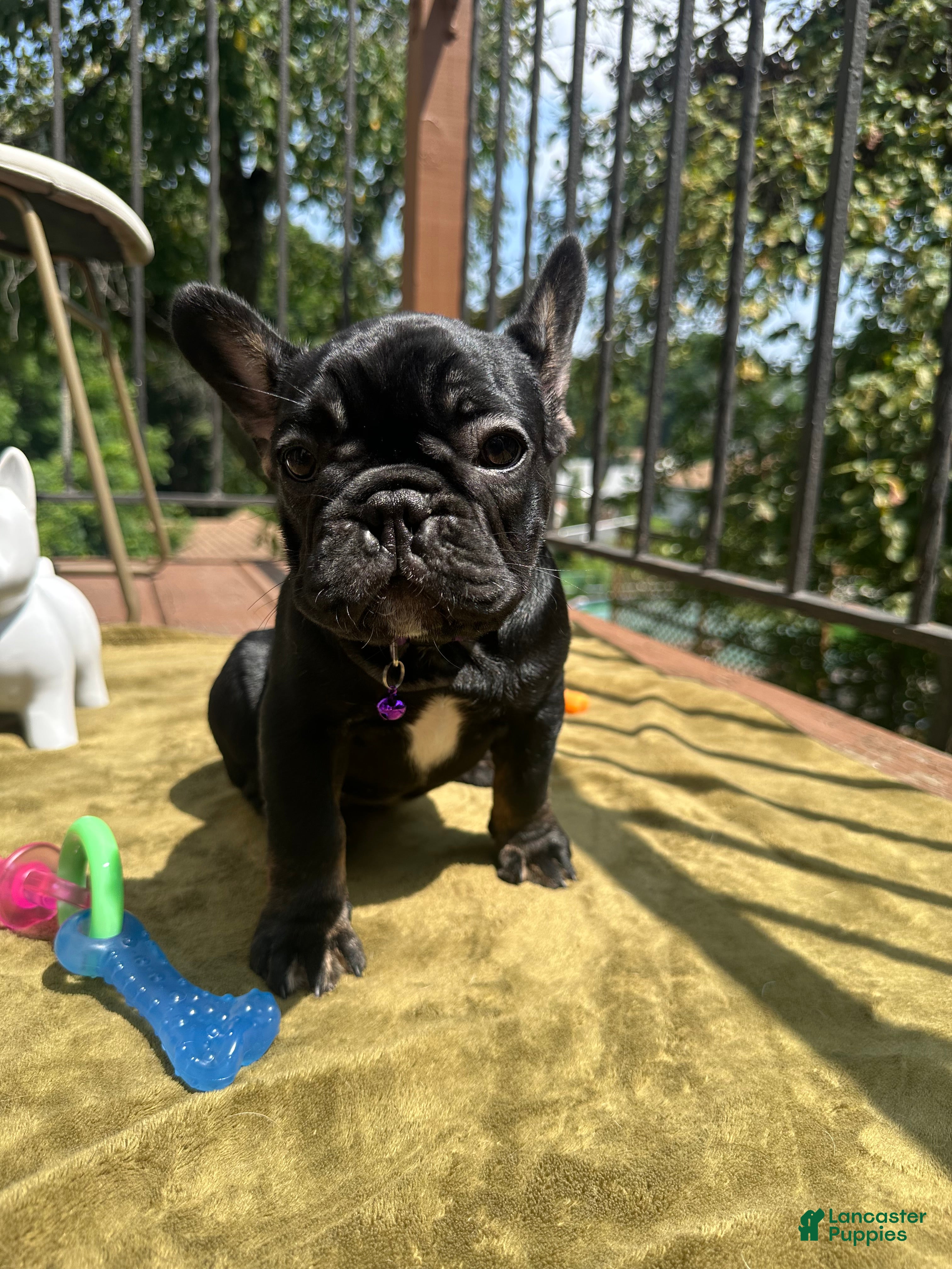 French Bulldog dogs for sale: Sesame - Ad 4
