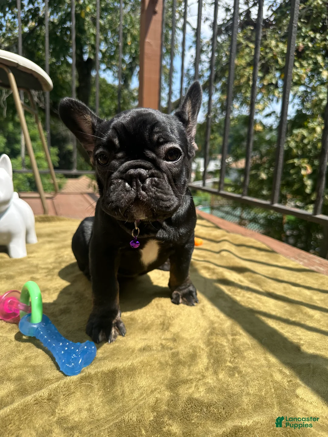 French Bulldog dogs for sale: Sesame - Ad 1