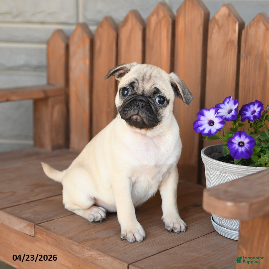 Pug dogs Angel - Ad 1