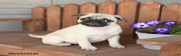 Pug dogs for sale: Angel - Ad 1