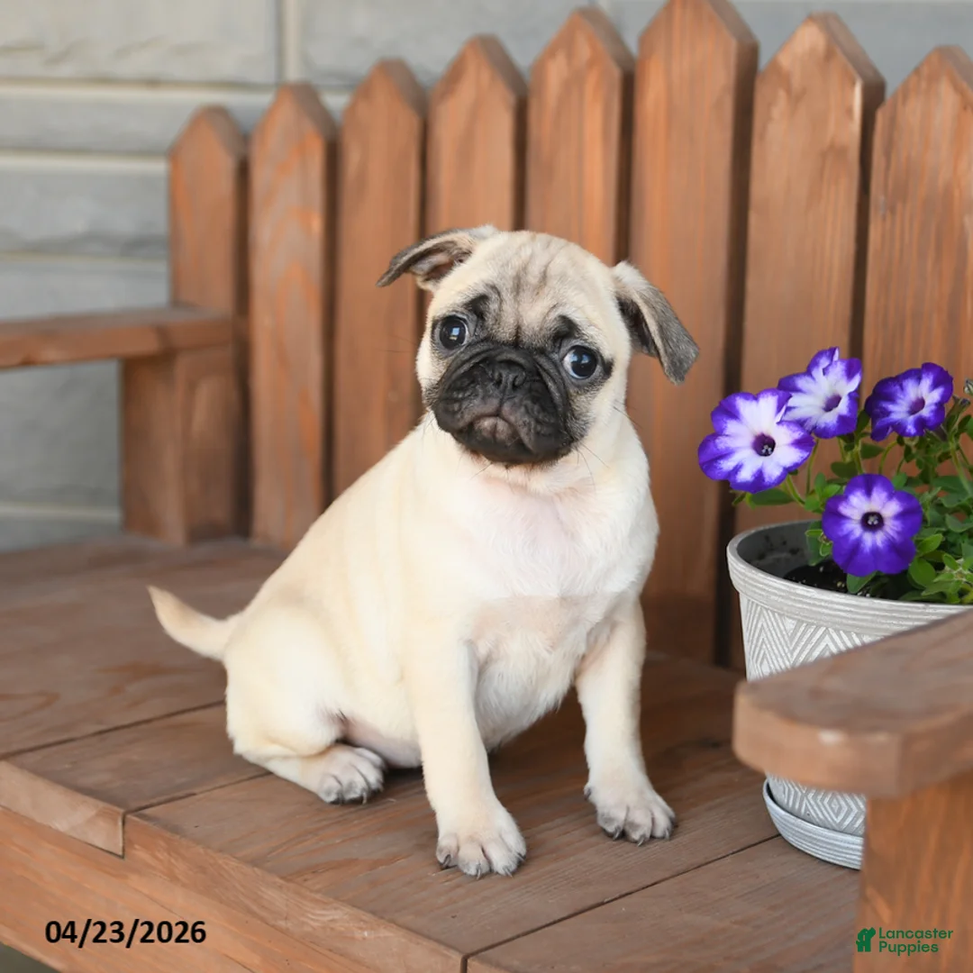 Pug dogs for sale: Angel - Ad 1