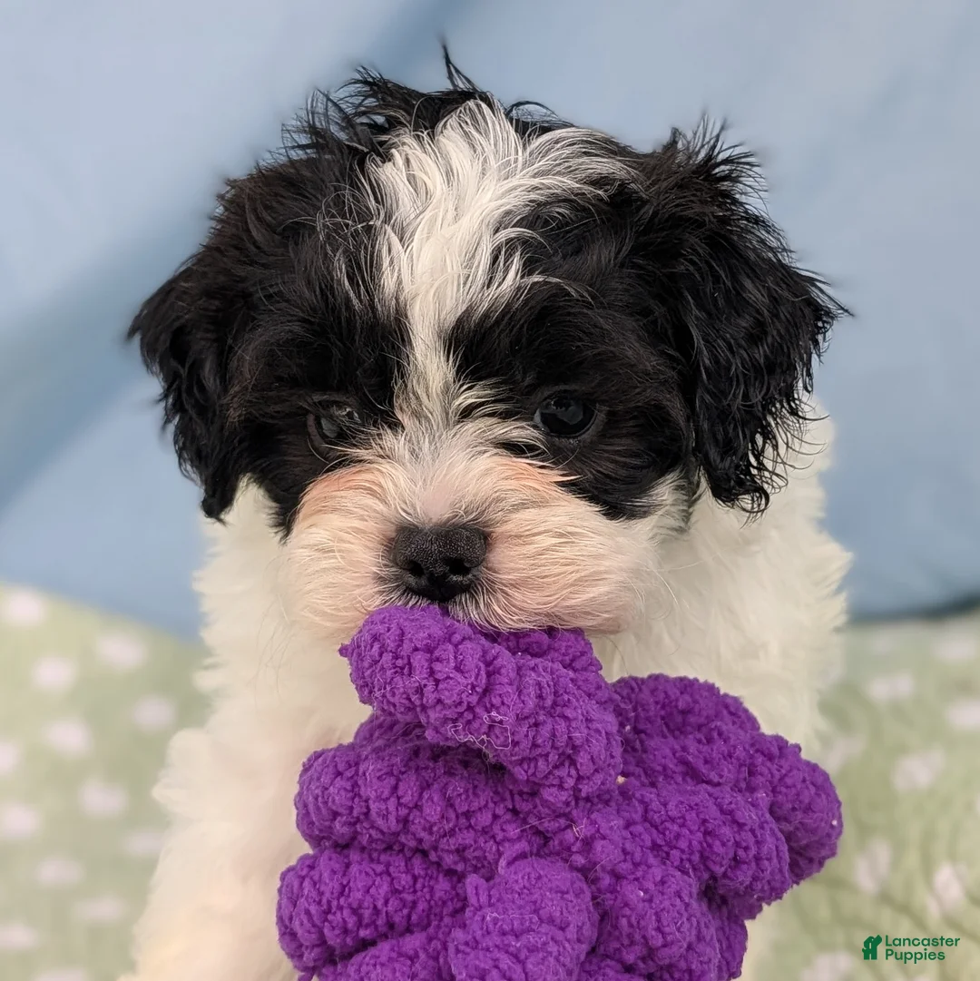 Teddy Bear dogs for sale: Crow - Ad 1