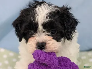 Teddy Bear dogs Crow - Ad 34