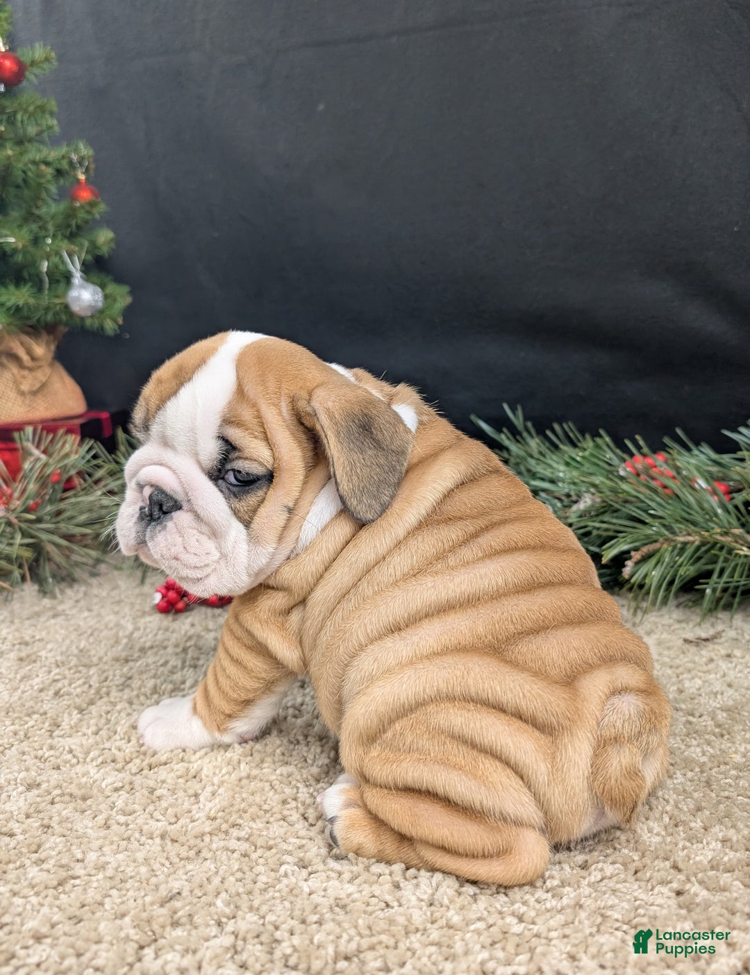English Bulldog dogs for sale: Fudge  - Ad 2