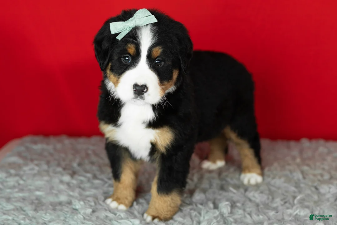 Bernese Mountain Dog dogs for sale: Maple  - Ad 1