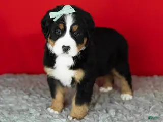Bernese Mountain Dog dogs Maple - Ad 33