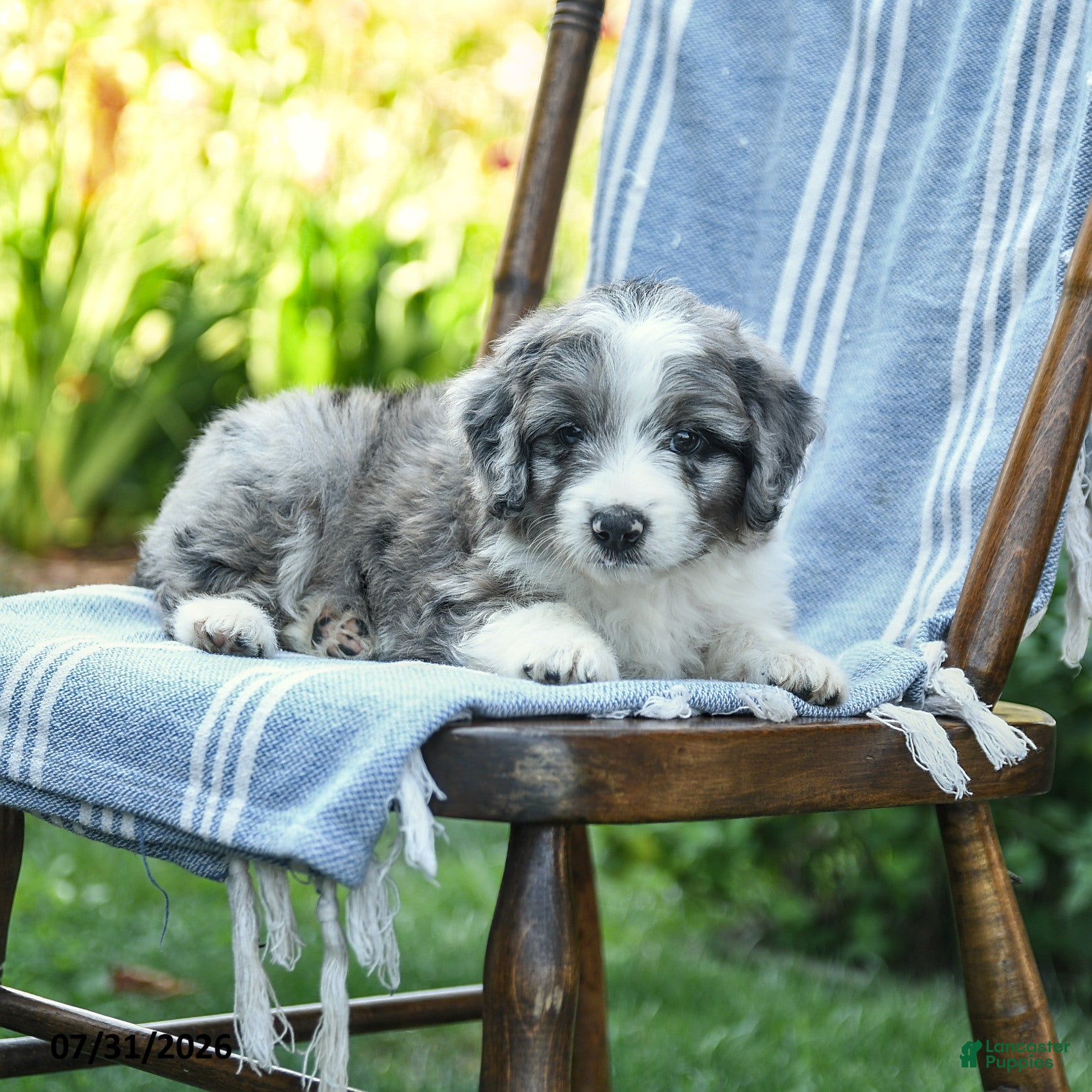 Mini Aussiedoodle dogs Alex - Ad 2