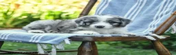 Mini Aussiedoodle dogs for sale: Alex - Ad 2