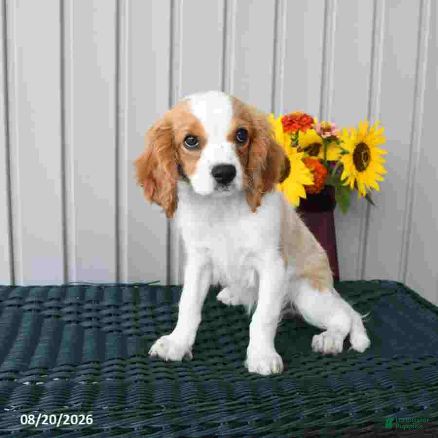Cavapoo dogs Indie - Ad 2