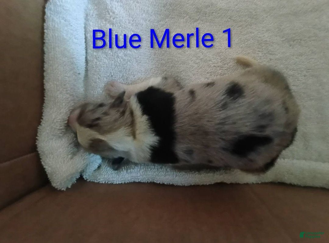 Border Collie dogs Border Collie 3 - Ad 42