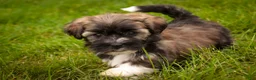 Havanese dogs for sale: Blitz Havanese  - Ad 12