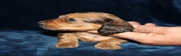 Miniature Dachshund dogs for sale: Perry - Ad 5