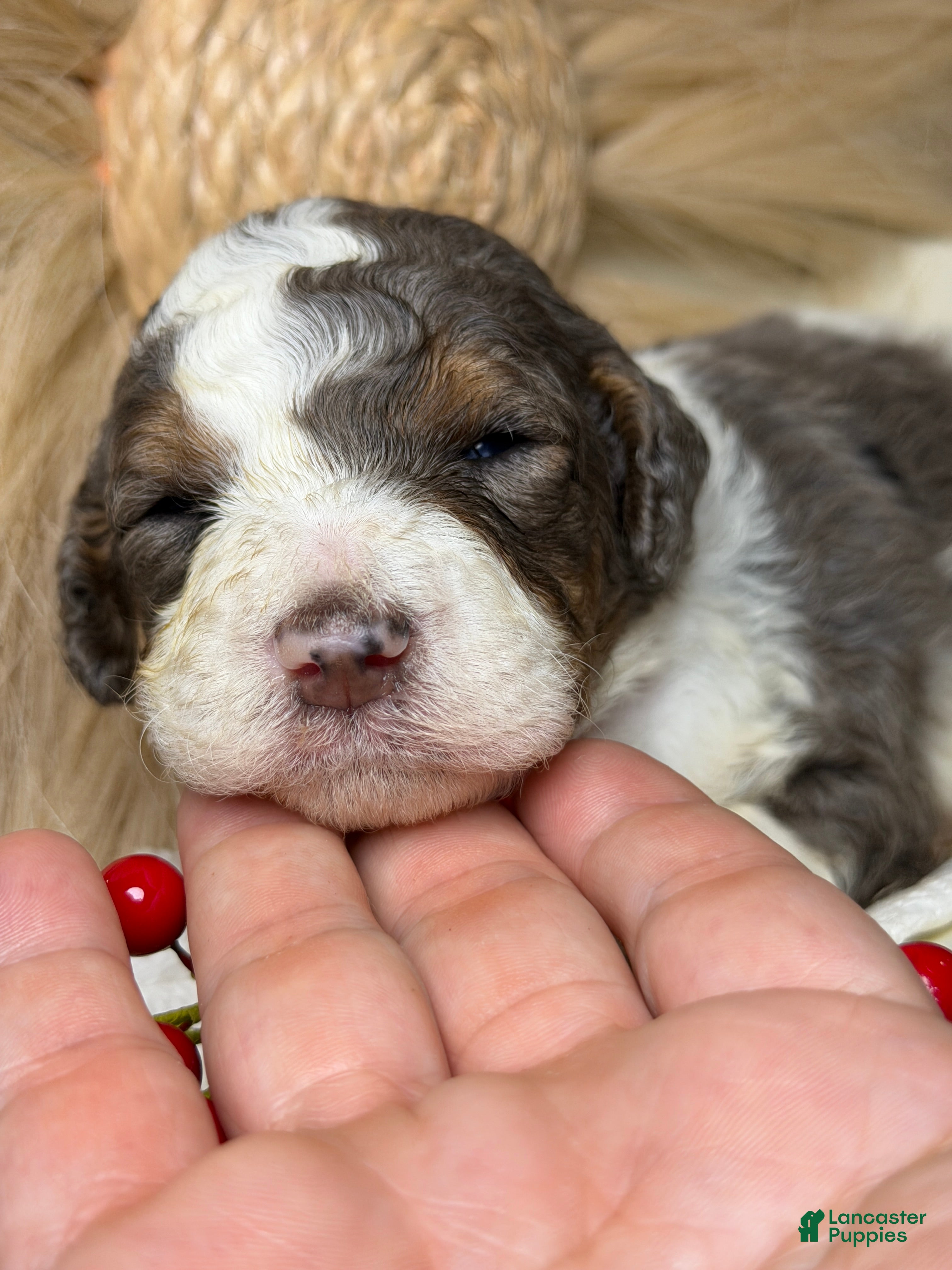 Mixed Breed dogs Cartier  - Ad 4