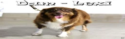 Miniature Australian Shepherd dogs for sale: Joey - Ad 6