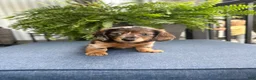 Miniature Dachshund dogs for sale: Toby - Ad 3