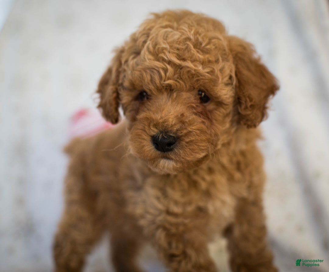 Miniature Poodle dogs for sale: Marley - Ad 1