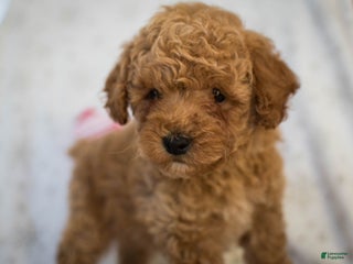 Miniature Poodle dogs Marley - Ad 32