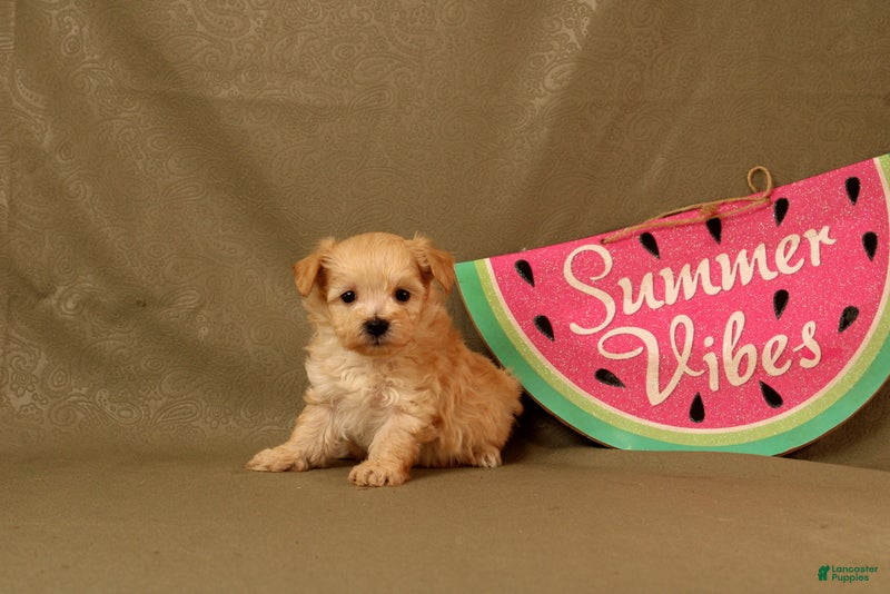 Maltipoo dogs Isaiah - Ad 1