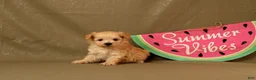 Maltipoo dogs for sale: Isaiah - Ad 1